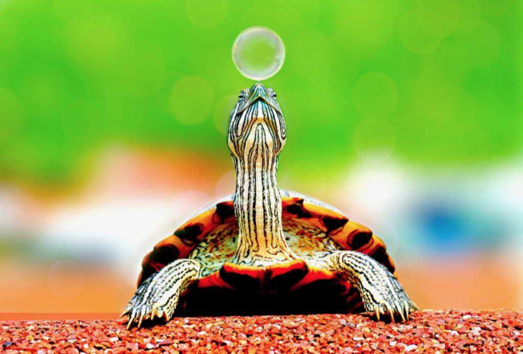 turtle with bubble floating above its nose