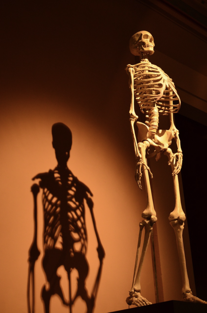 vertical skeleton casting shadow on wall