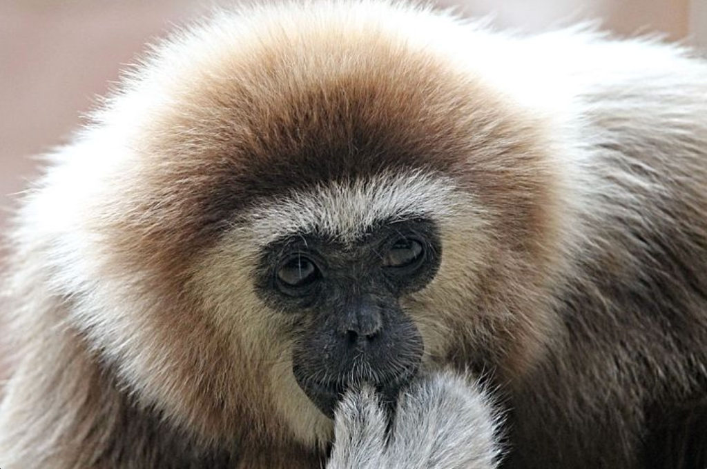 gibbon (thumb-to-mouth) exotic primate with lots of hair