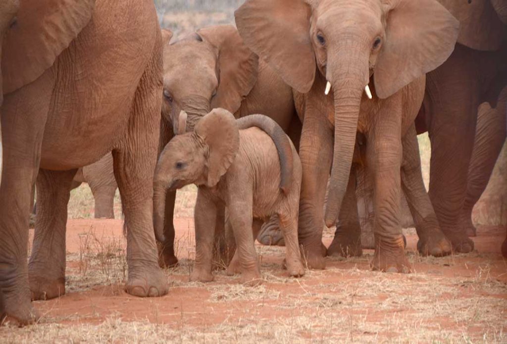 baby elephant surrounded by elders